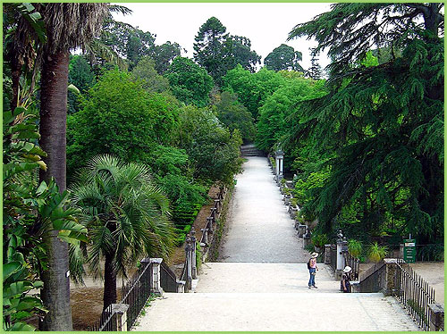 Eucalyptus collection in Portugal Coimbra Botanical Gardens Jardim Botanico