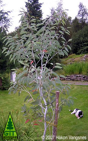 Eucalyptus pauciflora debeuzevillei (Snow Gum) in Norway / Eucalipto de las Nieves en Noruega