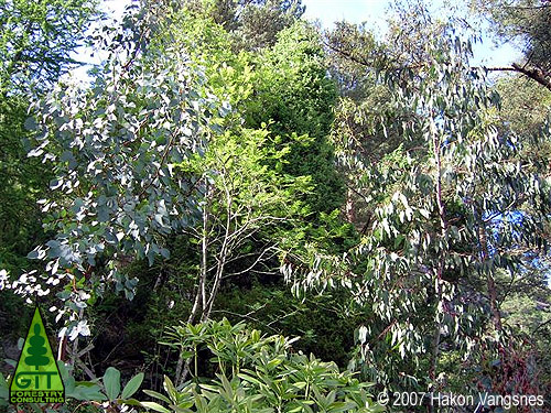 Eucalyptus gunnii (Cider Gum) and Eucalyptus dalrympleana (Mountain Gum) in Norway / Eucalipto de la Sidra y Eucalipto Blanco de Montaa en Noruega