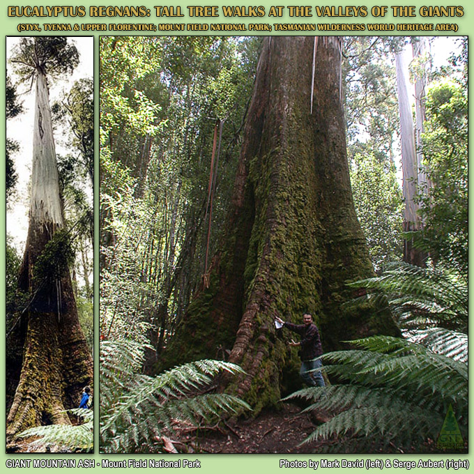 Eucalyptus regnans / Giant Mountain Ash at Mount Field National Park / Eucalipto regnans / Eucalipto gigante en Mount Field (Tasmania) / Eucaliptos gigantes en Australia, Nueva Zelanda, Espaa, Portugal / Giant Eucalyptus in Australia, New Zealand, Spain, Portugal