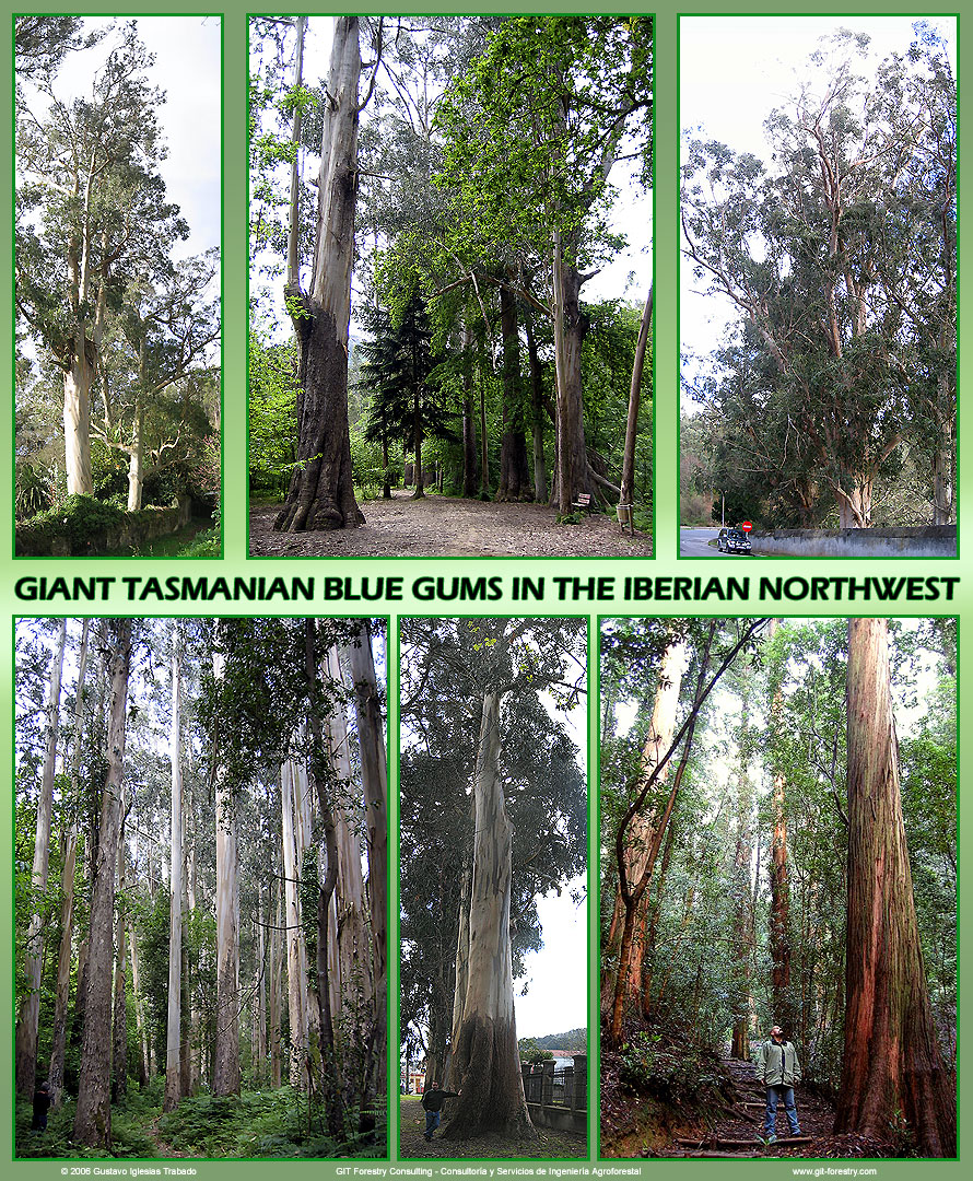 Giant Eucalyptus globulus in Spain and Portugal / Eucalipto globulus gigantes en Espaa y Portugal