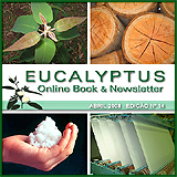Eucalyptus Online Book and Newsletter / Boletin y Libro Online Eucalipto / Celso Foelkel / Eucalyptus wisdom from Brazil / Sabedoria do eucalipto do Brasil / Grau Celsius / Celsius Degree