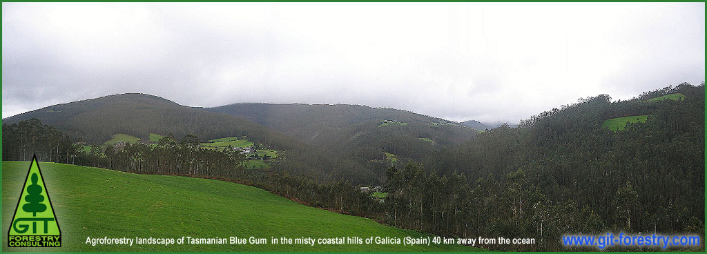 Eucalyptus globulus forest in Spain / Bosque de Eucalipto globulus en Galicia (Espa�a)