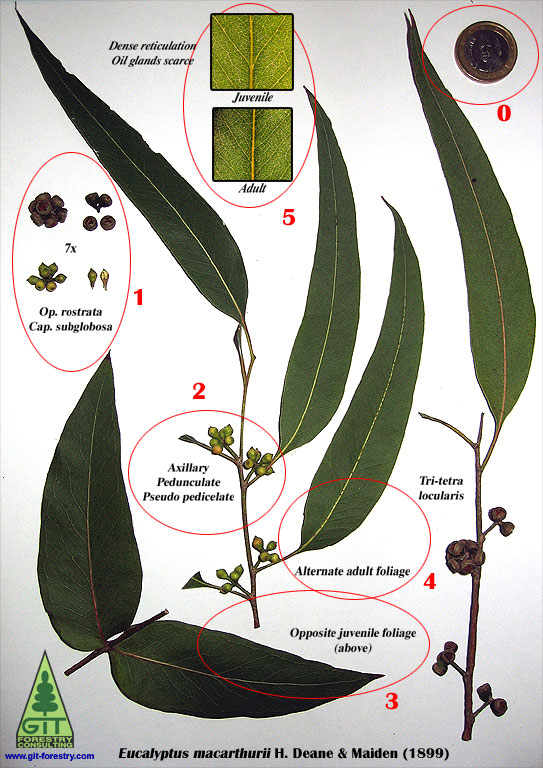 Eucalyptus macarthurii / Botanical Plate / Lamina botanica