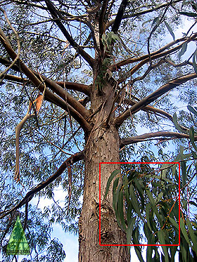 Eucalyptus macarthurii / Bark / Corteza