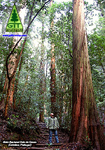 Giant Eucalyptus / Eucaliptos gigantes