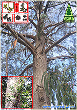 Dwarf Eucalyptus / Eucaliptos enanos / Eucalyptus bonsai