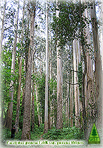 Heritage Eucalyptus / Eucaliptos Monumentales