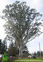 Ornamental Eucalyptus / Eucaliptos ornamentales