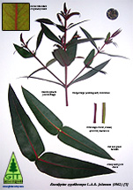 Eucalyptus Identification - Botanical Plates - GIT Forestry Consulting - Eucalyptologics
