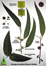 Botanical ID of Eucalyptus / Identificacion botanica del eucalipto