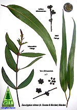 Eucalyptus Identification - Botanical Plates - GIT Forestry Consulting - Eucalyptologics