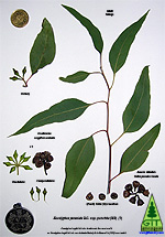Eucalyptus Identification / Eucalyptus Seed / Eucalyptus Nursery / Identificacion botanica de eucalipto / Semilla de Eucalipto / Vivero de Eucalipto