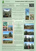 Eucalyptus Silviculture / Selvicultura del eucalipto