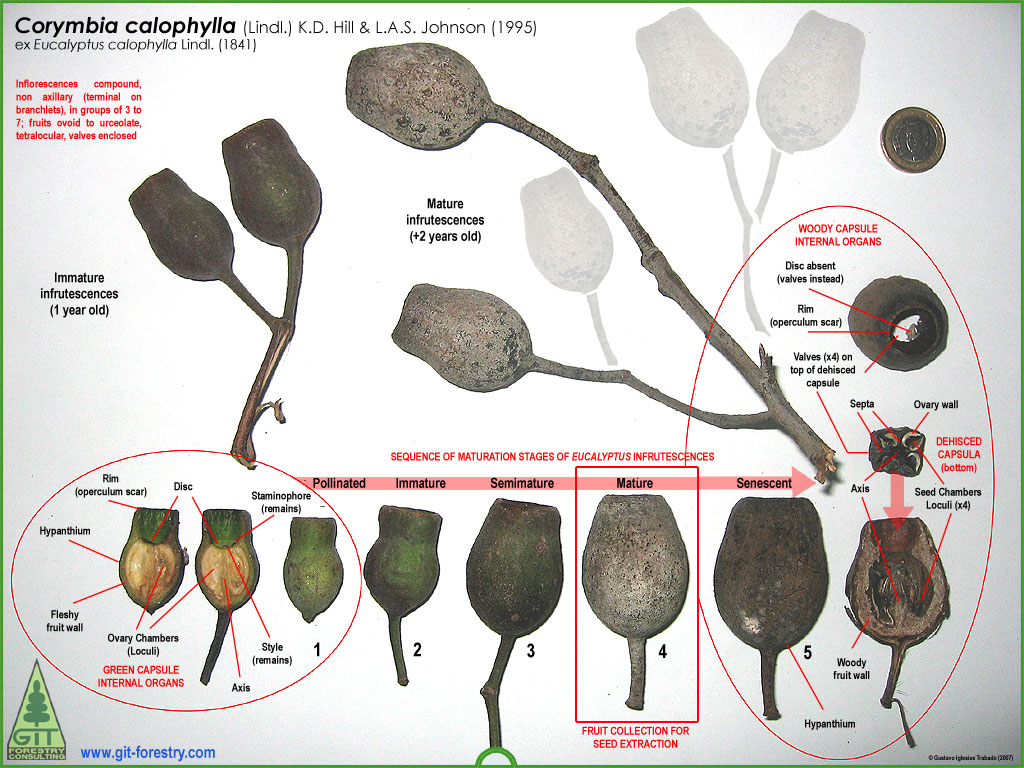 Eucalyptus Seed Collection / Recoleccion Semilla Eucalipto