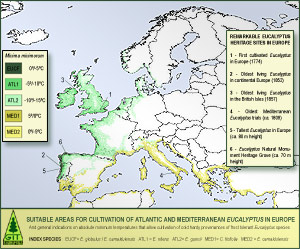 Cold Hardy Eucalyptus Cultivation in Europe