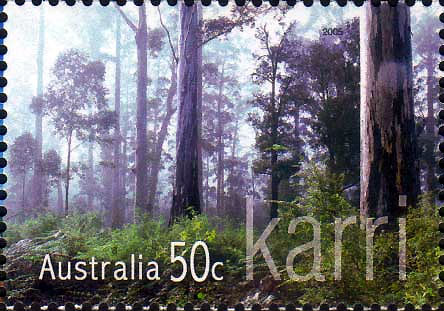 Karri Forest Eucalyptus diversicolor Western Australia