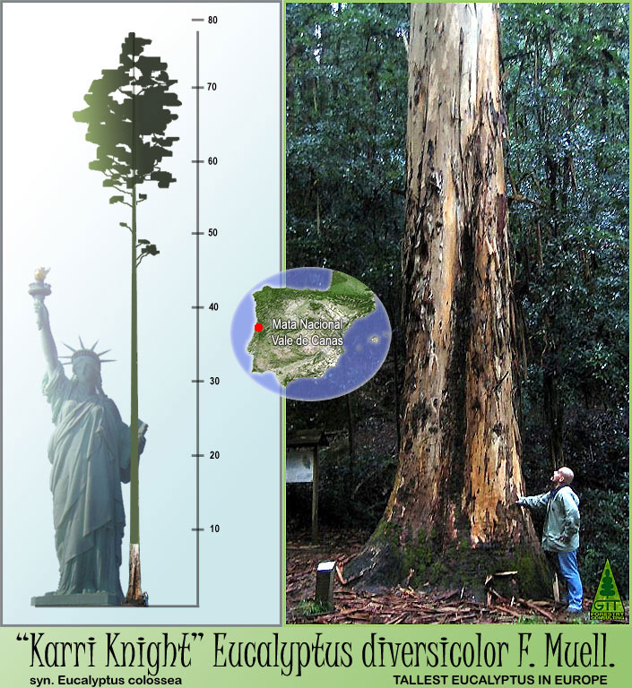 Eucalyptus diversicolor Vale de Canas Coimbra Giant Karri Tallest Tree in Europe