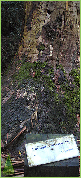 Eucalyptus diversicolor Vale de Canas Coimbra Giant Karri Tallest Tree in Europe